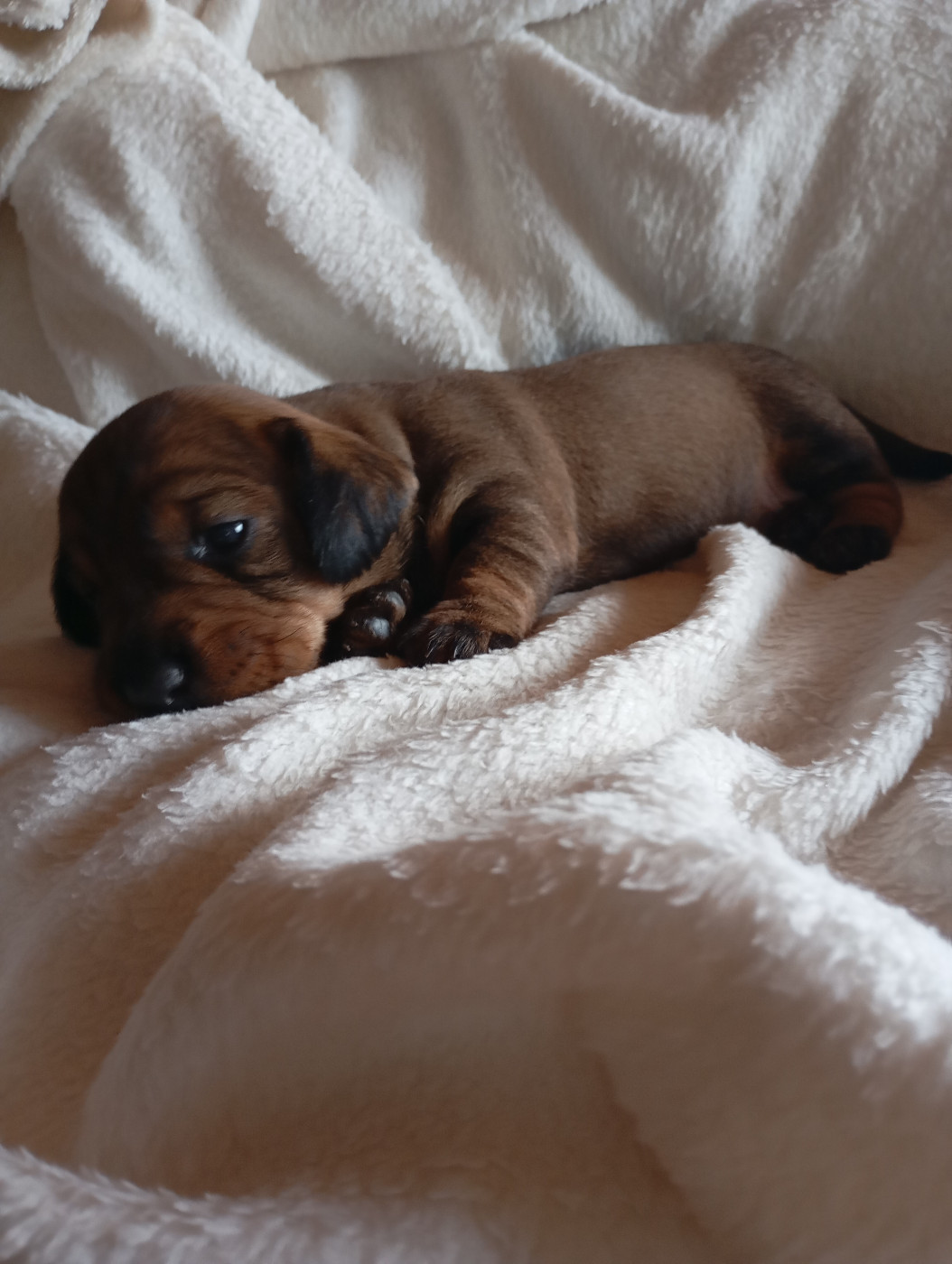 de La Vallee Des Monts Du Matin - Chiots disponibles - Teckel poil dur