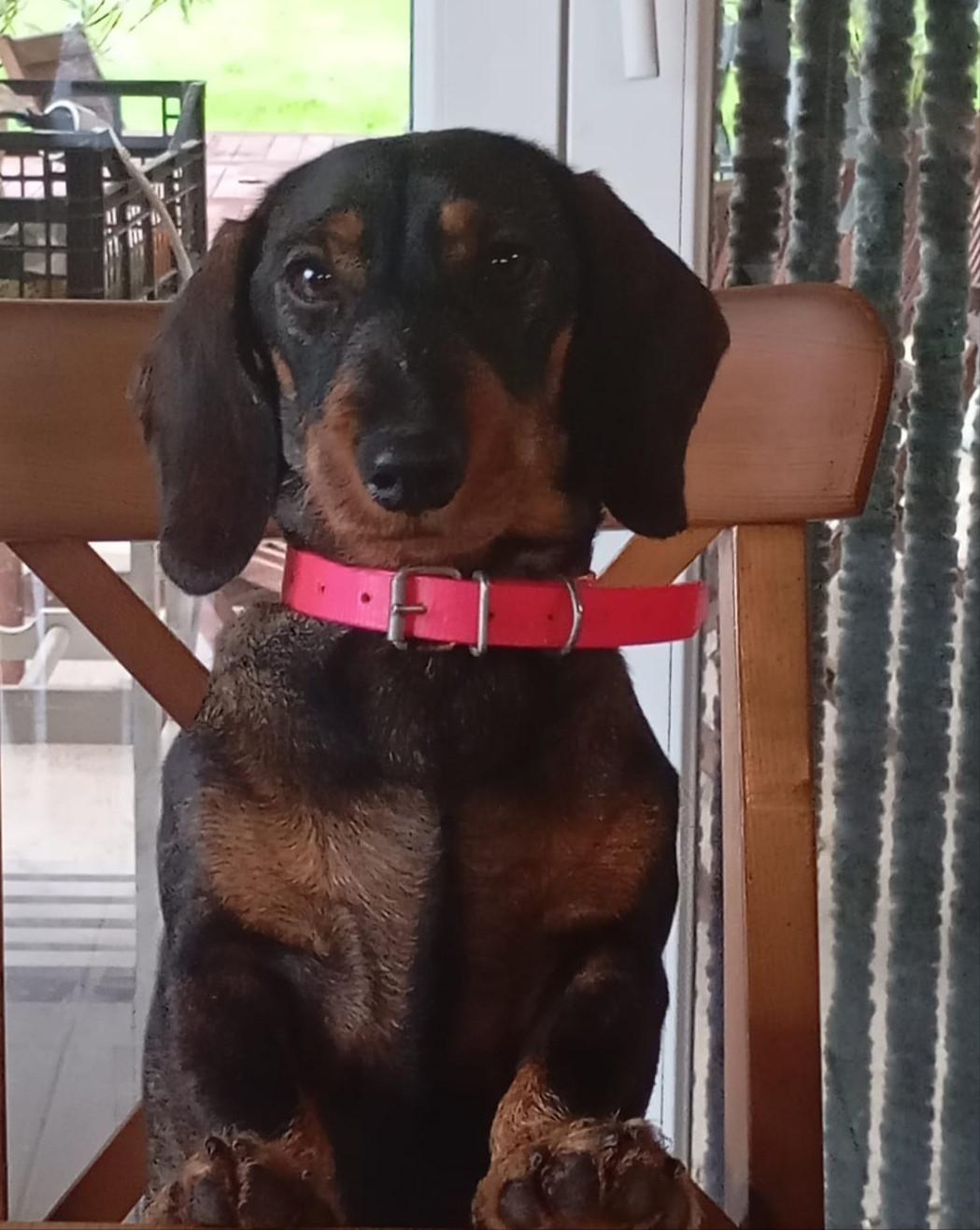 Chiot Teckel poil dur de La Vallee Des Monts Du Matin