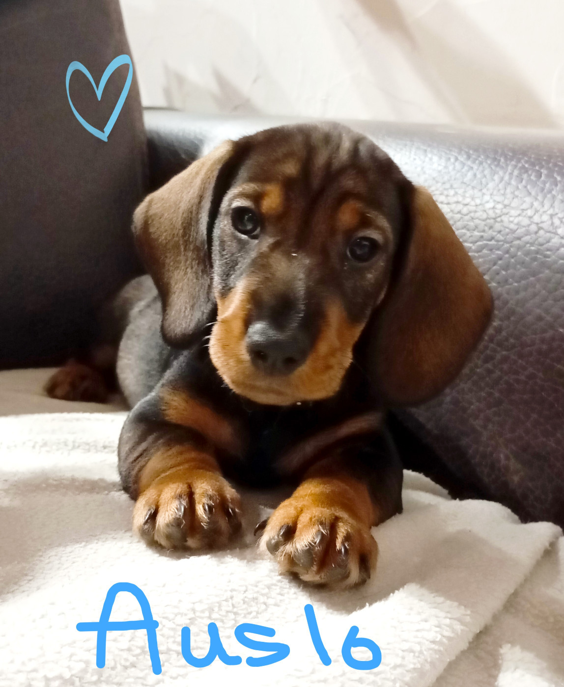 de La Vallee Des Monts Du Matin - Chiots disponibles - Teckel poil dur