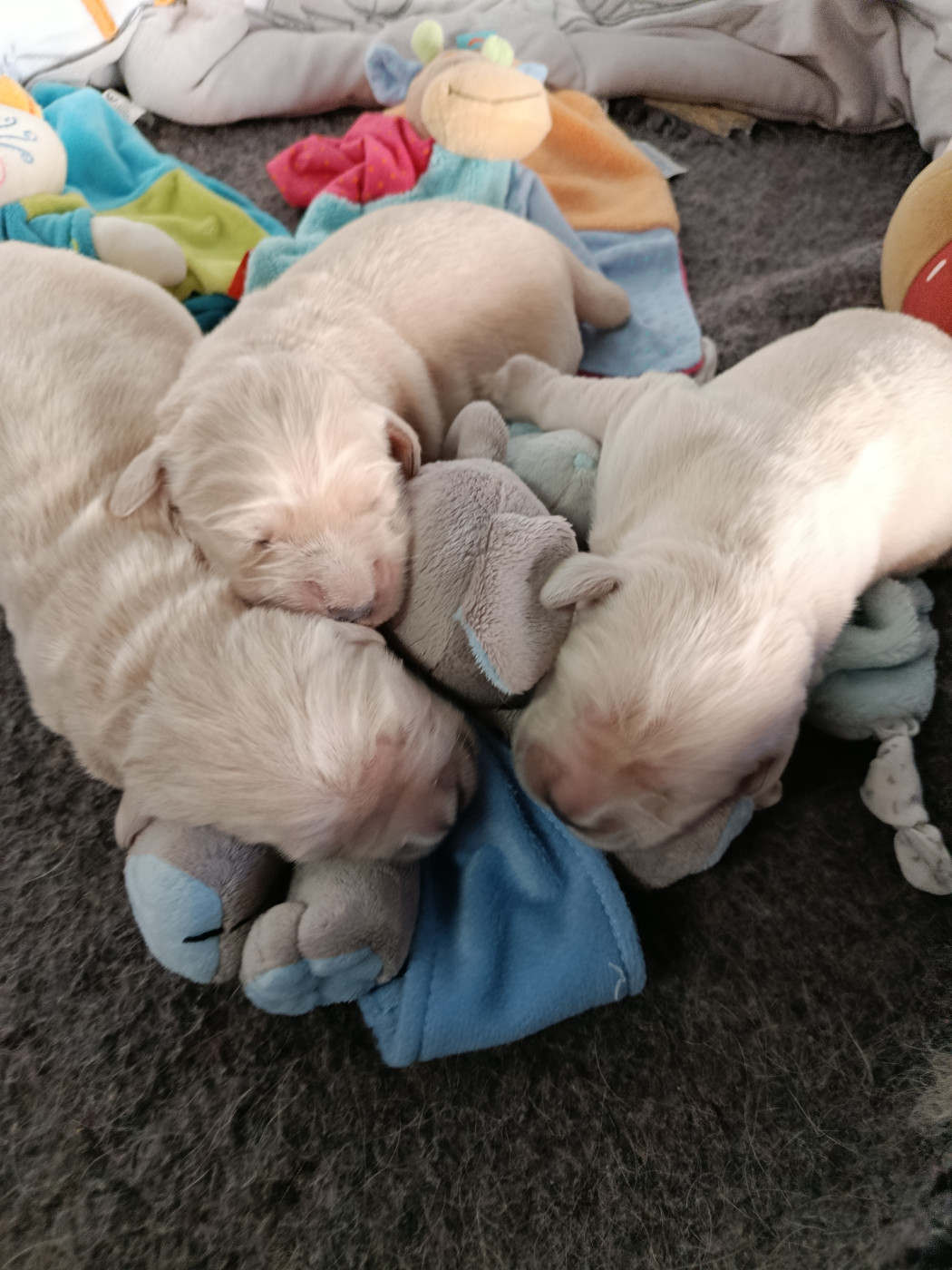 de La Vallee Des Monts Du Matin - Chiots disponibles - Golden Retriever