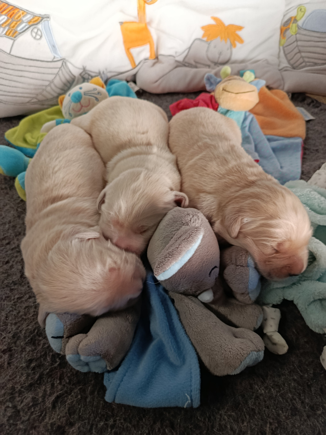 de La Vallee Des Monts Du Matin - Chiots disponibles - Golden Retriever