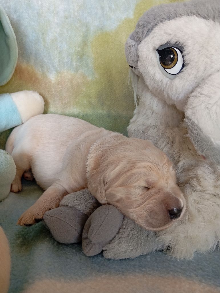 de La Vallee Des Monts Du Matin - Chiots disponibles - Golden Retriever