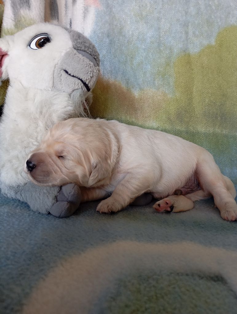 de La Vallee Des Monts Du Matin - Chiots disponibles - Golden Retriever