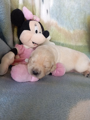CHIOT