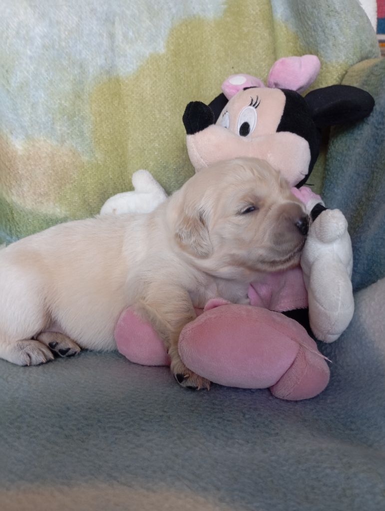 de La Vallee Des Monts Du Matin - Chiots disponibles - Golden Retriever