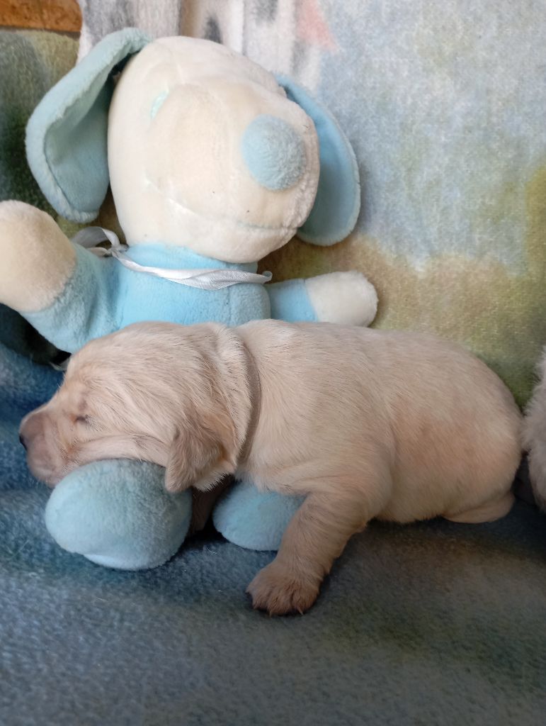 de La Vallee Des Monts Du Matin - Chiots disponibles - Golden Retriever