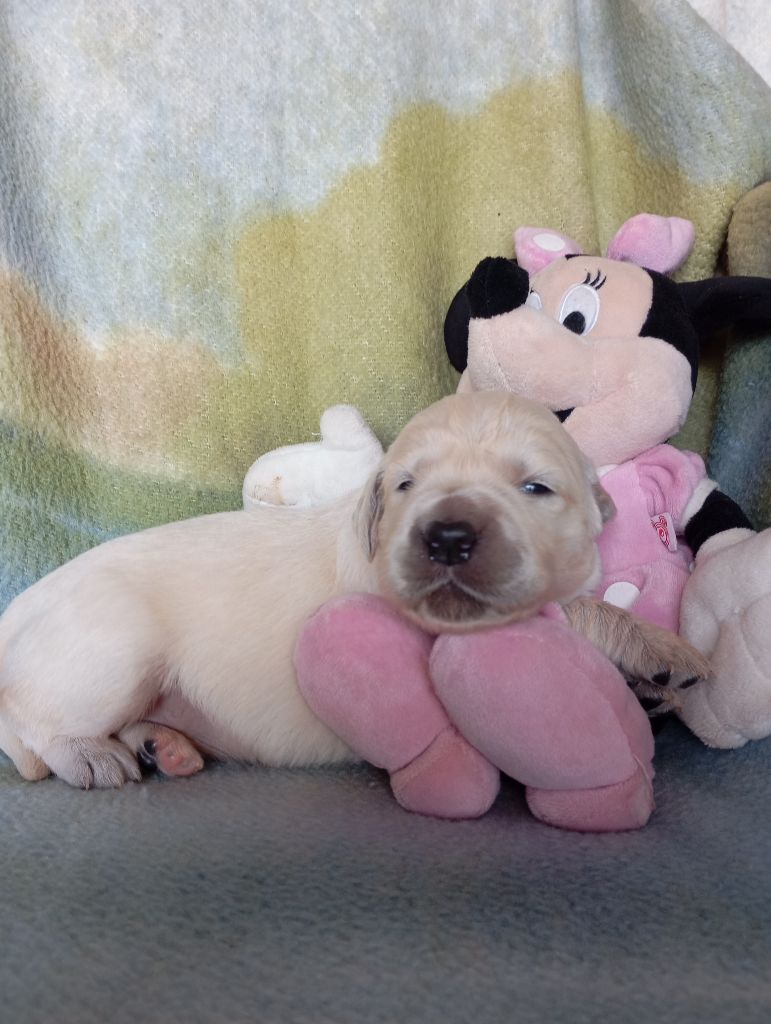 de La Vallee Des Monts Du Matin - Chiots disponibles - Golden Retriever